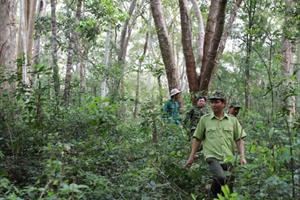 Phát triển rừng, cần có cách tiếp cận phù hợp 