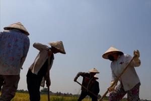 Dự án gây khó cho người dân khi thu hoạch 120ha lúa: “3 chậm”