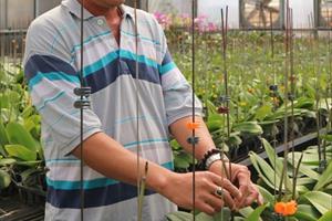 Hoa lan thu bạc tỷ, cây trồng xen ở Tây Nguyên tăng mạnh
