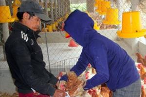 Nghệ An: Dịch cúm gia cầm A/H5N6 bùng phát, tiêu hủy hàng nghìn con gà