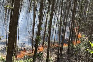 “Giặc lửa” tàn phá 2ha rừng keo do Hợp tác xã quản lý
