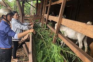 Nông hội nuôi dê, bò ở Ia Dreng: Chia sẻ kinh nghiệm chăn nuôi