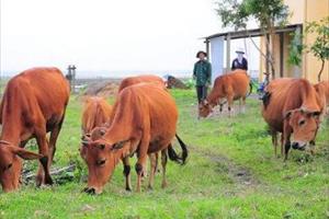 Huyện Phong Điền xuất hiện bệnh viêm da nổi cục ở trâu, bò 