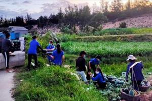 Lực lượng thanh niên xung kích xã giúp dân thu hoạch dưa hấu