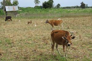 Phú Yên: Xuất hiện dịch lở mồm long móng trên đàn bò