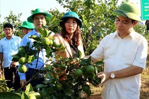 Phú Thọ đẩy mạnh phát triển kinh tế nông thôn