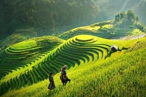 Phê duyệt Khu bảo tồn hệ sinh thái nông nghiệp đặc trưng tại Mộc Châu 