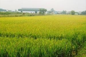 Điều kiện, thủ tục chuyển đổi cơ cấu cây trồng trên đất trồng lúa