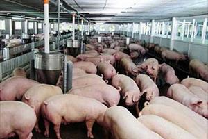 Bắc Giang tăng cường các biện pháp phòng, chống dịch tả lợn châu Phi