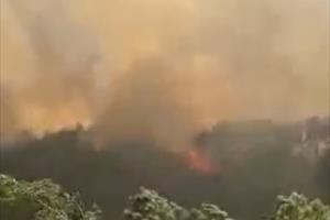 Thêm 1 vụ cháy rừng thông tại Thừa Thiên - Huế