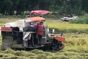 Giá thuê máy gặt lúa hè thu tăng cao, nông dân chịu lỗ