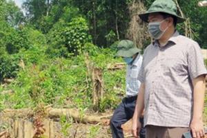 Chủ tịch UBND tỉnh Phú Yên trực tiếp kiểm tra vụ phá rừng ở huyện Sơn Hoà