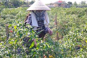 Tìm cách tiêu thụ ớt cho nông dân Tượng Sơn