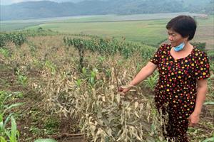 Tìm ra thủ phạm khiến 339ha cây trồng ở Lào Cai bị cháy táp khô lá