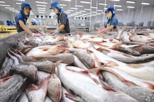 Xuất khẩu cá tra đang hồi sinh ở nhiều thị trường lớn