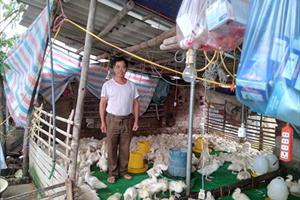 Hà Nội: Cùng bà con ra vườn để có sản phẩm sạch xuất khẩu