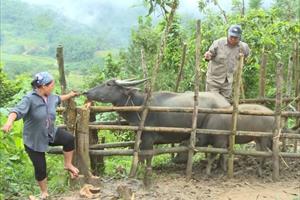 Tuyên Quang: Tiêm phòng cho hơn 1 triệu con gia súc, gia cầm