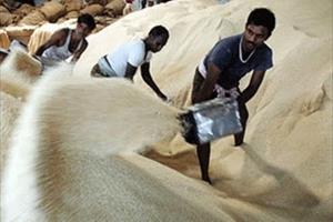 Ấn Độ áp thuế xuất khẩu 20% đối với một số loại gạo