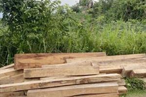 Phát hiện 155 khúc gỗ trong nhà nhân viên BQL rừng phòng hộ Sơn Hoà