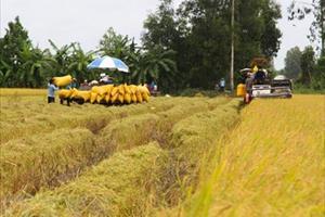 Giá lúa giảm ở nhiều địa phương Đồng bằng sông Cửu Long