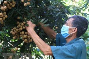 Người trồng nhãn ở Hưng Yên thất thu nặng nhất từ trước đến nay