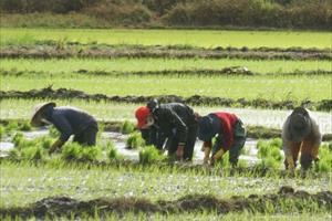 Nông dân Đắk Nông phấn khởi ra đồng đầu năm
