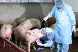 Thanh Hóa khẩn trương khống chế dịch tả lợn châu Phi có nguy cơ lan rộng