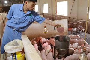 Giá thức ăn chăn nuôi tăng mạnh: Gỡ khó bằng tìm nguyên liệu thay thế