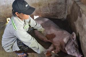 Lợn chết sau khi tiêm vắc xin dịch tả lợn châu Phi: Bài học sâu sắc