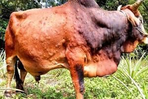 Thanh Hóa: Công bố hết dịch bệnh viêm da nổi cục trên đàn trâu, bò
