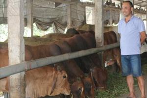 Hà Nam: Phát triển chăn nuôi bò sinh sản, bò thịt chất lượng cao