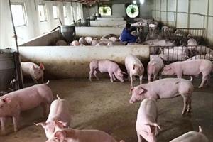 Hà Tĩnh: Nhiều địa phương đang có dịch tả lợn châu Phi