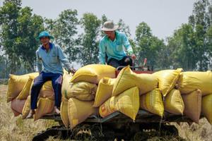 Xuất khẩu gạo tăng kỷ lục