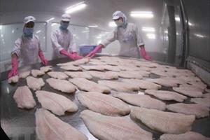 Sản xuất, xuất khẩu cá tra phục hồi mạnh mẽ sau 3 năm ảm đạm