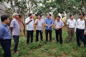 Tuyên Quang: Tìm cách gỡ khó cho kinh tế trang trại