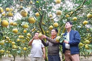 Nâng cao chất lượng gắn với xây dựng thương hiệu: Hướng đi bền vững cho nông sản Yên Sơn