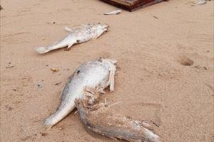 Nghệ An: Cá chết bất thường chưa rõ nguyên nhân