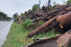 Hàng loạt cây bị gãy, đổ từ năm 2019 ở TP. Huế vẫn chưa được xử lý