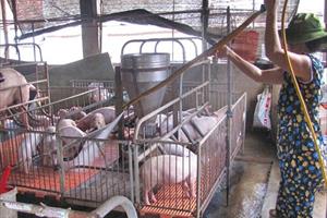 Chuyển đổi theo hướng chăn nuôi lợn công nghiệp, hiện đại