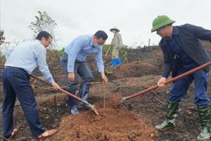 Phát động trồng rừng lim, giổi, lát tại 2 huyện ở Quảng Ninh