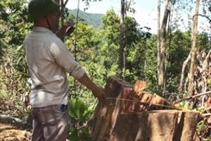 Phú Yên: Bắt giam thêm đối tượng chủ mưu phá rừng quy mô lớn