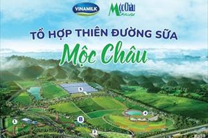 Việt Nam sẽ có ‘thiên đường sữa’ trên cao nguyên Mộc Châu