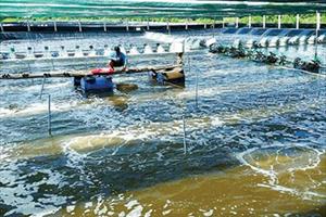 Cà Mau tăng cường chỉ đạo phát triển sản xuất thủy sản, chăn nuôi các tháng cuối năm 2021
