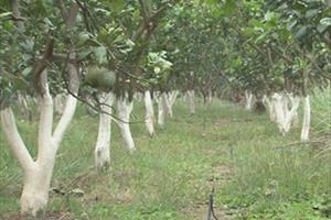 Bảo vệ vườn cây ăn trái trước hạn và xâm nhập mặn