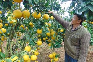Bắc Giang đã tiêu thụ gần 12.000 tấn cam, bưởi