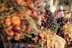 Indonesia cấm xuất khẩu dầu cọ làm “nóng” thị trường dầu thực vật