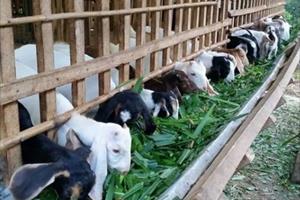 Bắc Giang hỗ trợ cơ sở sản xuất giống dê