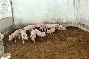 Nhân 3 lợi ích từ nuôi lợn theo hướng hữu cơ