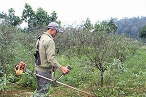 Người trồng đào, vựa cây cảnh ở Hà Tĩnh tất bật đón thị trường cuối năm