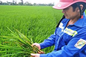 Nông dân Hà Tĩnh chủ động phòng trừ sâu bệnh hại lúa vụ xuân